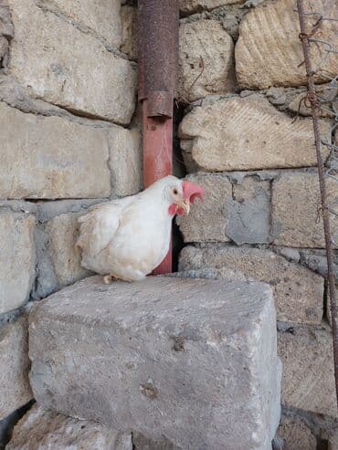 Heyvanlar üçün mallar: Toyuqlar — 2