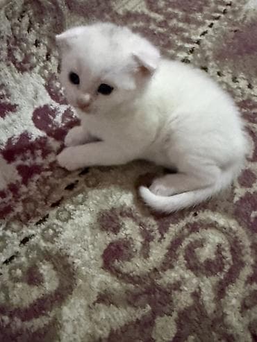 pişik cutlesdirmek: Şotland yastı qulaq, Yaxşı əllərə — 5