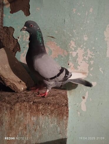 Göy ağ qened erkək aşağida oynaqdi şar kimidir.Köhne cinslerdendi.Tam