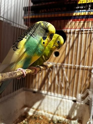 Bu quşların balası satılır ələ öyrətmək istiyənlər üçün əla fürsətdir lalafo.az -da Bu quşların balası satılır ələ öyrətmək istiyənlər üçün əla fürsətdir