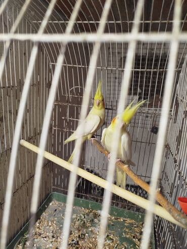 hazır inşalar: Tam sağlam quşlardır.1i tam hazir mayadir — 4