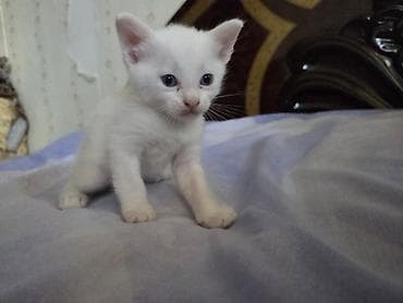 pişik 50 azn: Tabbi, Yaxşı əllərə — 5