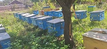 bala ordek: Arıxana üçün taxta arı pətəkləri (ulya) Məhsul təsviri: - — 4