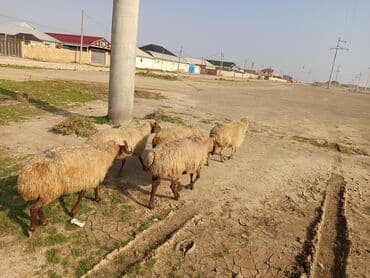 goyercin satişi baki: 5 dənə boğaz ana qoyun satılır dişləri var TƏCİLİ SATILIR VATSAP — 6