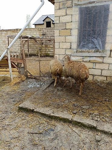 halep keçisi satilir: 1 erkək 2 dişi quzu satılır — 5