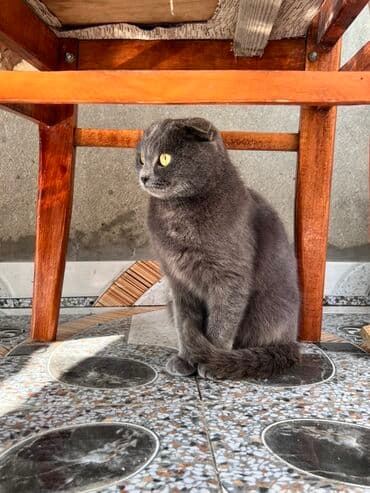 heyvan geyimleri: Şotland, Dişi, Yaxşı əllərə, Ünvandan götürmə — 5