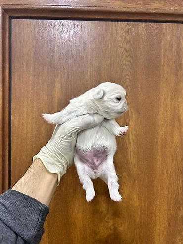 ucuz it: Salam ay sonu satışa çıxacaq möhtəşəm pekines balaları dı beh üçün — 1