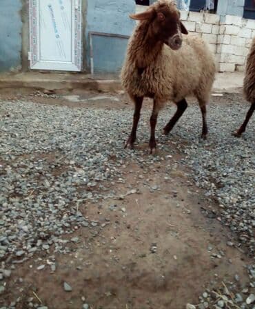 Gəmiricilər: Qiymət cütünə ayıdır real alıcıya endirim olacaq boğaz heyvan di — 5