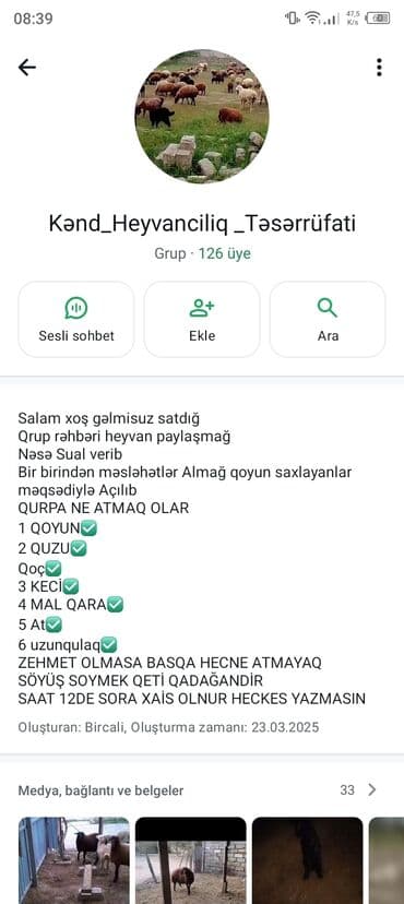qoyun quzu biznesi: Kənd_Heyvancılıq_Təsərrüfatı – heyvandarlıq heyvandarlıq üçün whatsap — 1