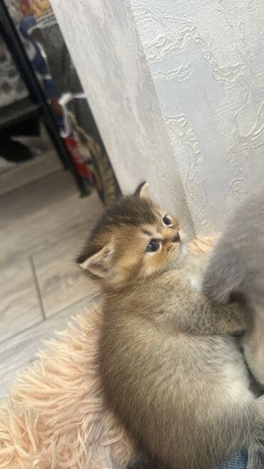 купить сибирского котёнка: Золотая шиншилла, Самка, Самец, В добрые руки, Самовывоз — 1