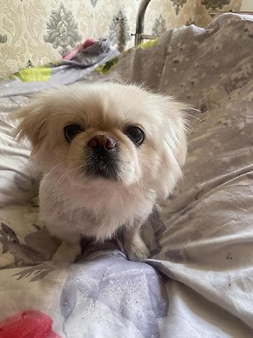 coban itleri: Pekines, 1 il, Dişi, Peyvəndli, Pulsuz çatdırılma — 2