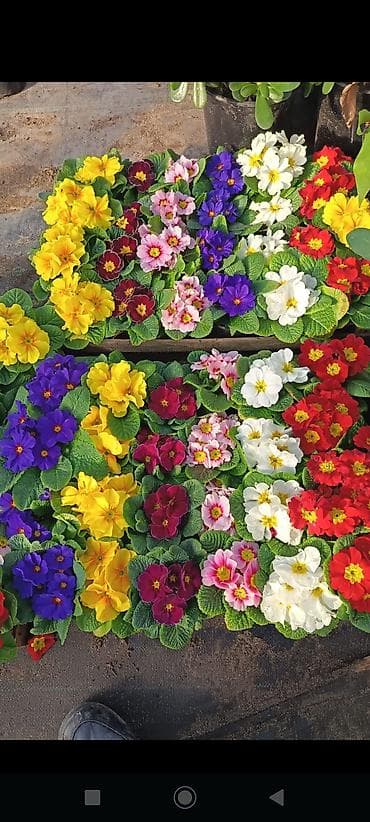 Rəngarəng primula (sevincçiçəyi) saksı gülləri - Növlər: klassik