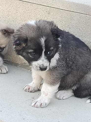 pikines qiymeti: Salam 25 Gunlukdiler Samaxi Qurdbasar kucukleri di Erkek disi. Cut — 5