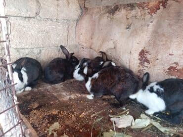 ereb dovşanı: Herkese salam. bugünki dovşanların ətlik dovşanların və içinde qarnı — 6