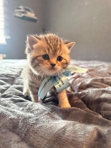 ordək balası və cucə: Britan — 5