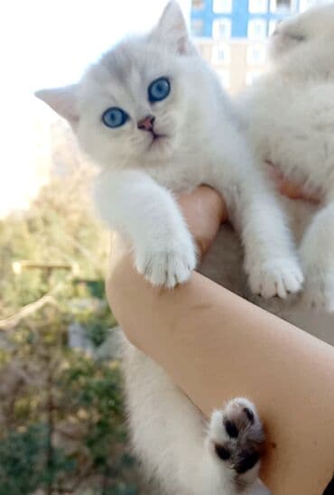 balaca pisik satisi: Britan, Dişi, Yaxşı əllərə, Ünvandan götürmə — 2