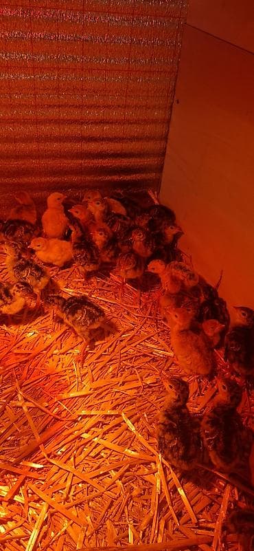 sirin it sekilleri: Hinduşka cücələri, Damazlıq — 5