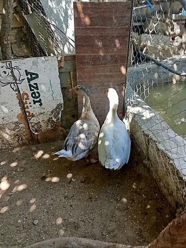 qaz ördey: Satılır ev quşları – ördək və qazlar. Şəkillərdə: - 1 ədəd qara-ağ — 5