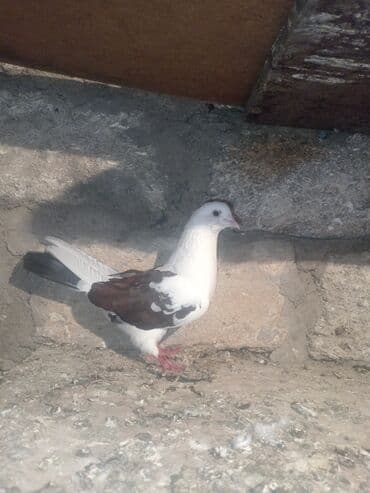 tap az goyercin satisi: Salam aleykum qardaşlar 13 ədəd göyərçindi tam sağlam heyvanlardı 13 — 2