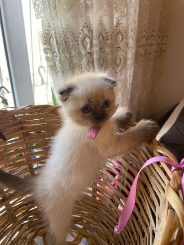 şotlan pişik: Şotland yastı qulaq, Erkək, Dişi, Yaxşı əllərə, Ünvandan götürmə, Pulsuz çatdırılma, Ödənişli çatdırılma — 168