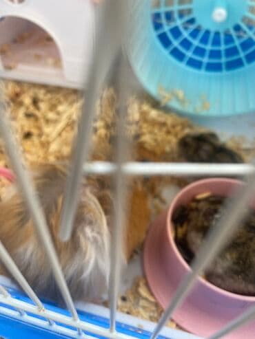 xamyak adlari: Xamyak hemster 3 eded her biseyile birlikde — 6