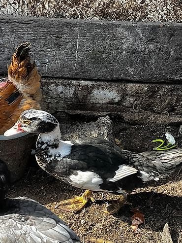 Yemlər: Musk ördəkləri (indoutka) – qara-ağ rəngli - Cins: muskoviy (hinduşka — 2