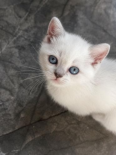 pişik cut: Şinşilla — 2