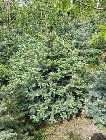 dibcək gulləri ev gulleri ve adlari: Hərkəsə salam😀 Quba ərazisində krimlovski şam ağaclarının topdan və — 3