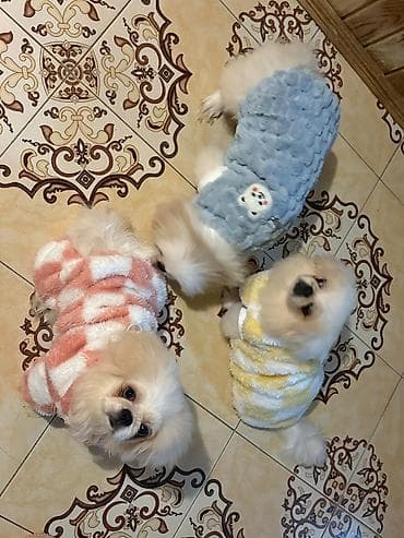 heyvan mal: Məhsul: Kiçik cins itlər üçün yumşaq qış geyimləri Təsvir: - — 3