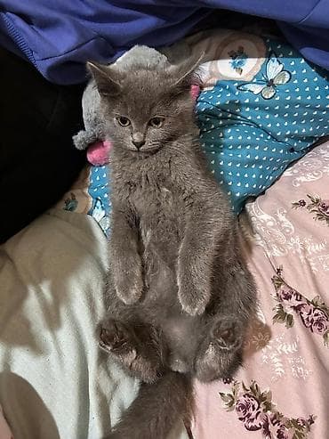 pişik cutləşdirilir: Şotland yastı qulaq — 10