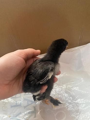 xarkov cuceler: Toyuq cücələri, Damazlıq — 10