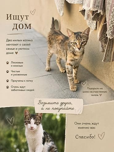 Ищут дом две очаровательные девочки, 4 месяца. Не породистые, но lalafo.az -da Ищут дом две очаровательные девочки, 4 месяца. Не породистые, но