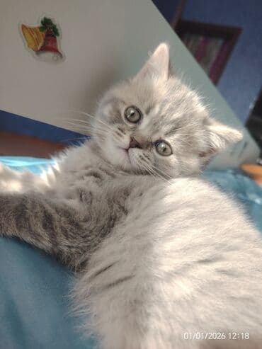 şotland pisik: Şotland, Erkək — 1