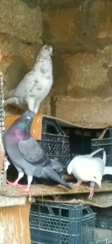 ZAZ: Göyərçinlər — 5