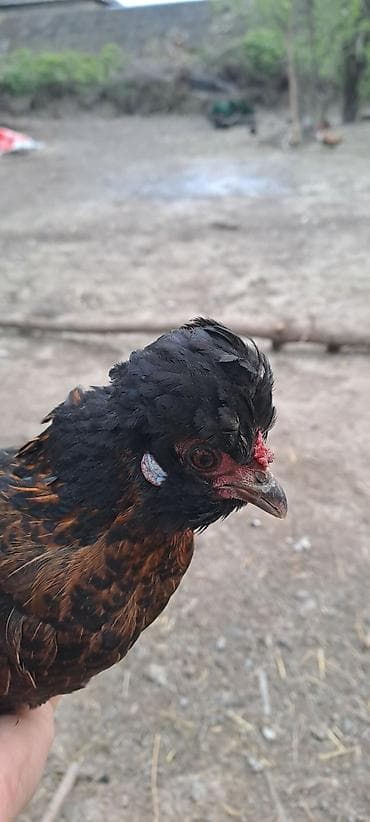 cins atlar: Toyuq, Damazlıq — 3