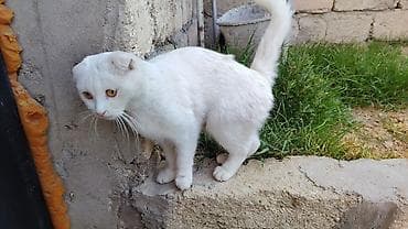 satılıq pişiklər: Şotland yastı qulaq — 2