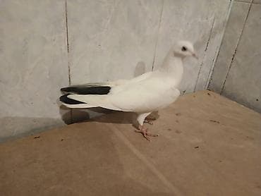 1 cut piyorkalar orta ciriq quyruq heyvalar super birweydi