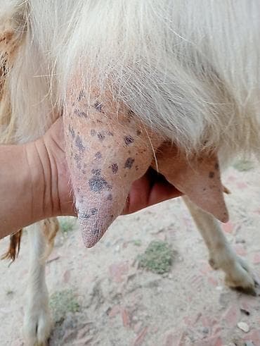 pudel it satisi: Dişi, Zanen, il: 1, 60 kq, Damazlıq, Südlük, Ətlik, Pulsuz çatdırılma — 6