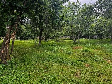 10 sot, Tikinti, Barter mümkündür, Kupça (Çıxarış) — 2