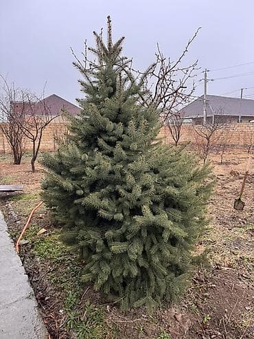 coke agaci: Ölcü ve qiymet: 1.70m Gümüşü - 250azn 1.20m Gümüşü - 180 azn 1.30m — 2