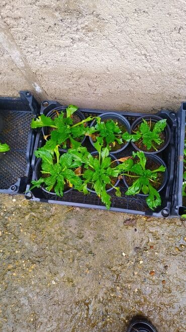 nərgiz gulu: Məhsul: Bellis perennis (İngilis çobanyastığı) – çoxillik dekorativ — 5