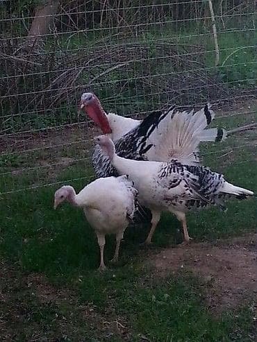 Gəmiricilər: Erkək, Damazlıq — 6