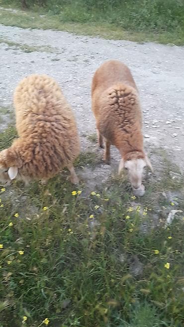 Heyvan: Qoyunlar (2 baş) Rəng: Tünd qəhvəyi-qızılı tonlarda Cins növü