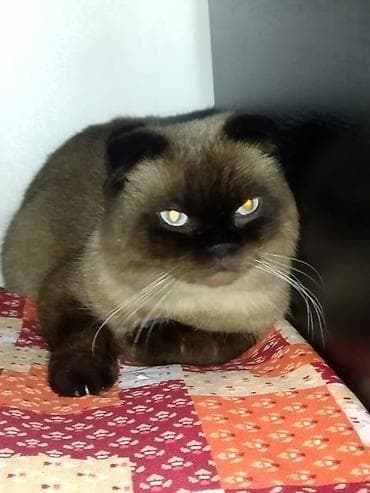 Şotland yastı qulaq