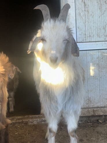 Goranboy ✅ Ərəb sortu və yerli sort keçilər satılır. Yerlər daraldığı
