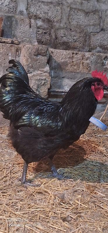 2 ayliq cuceler: Avstalorp Cinsi xoruz – tam qara — 5