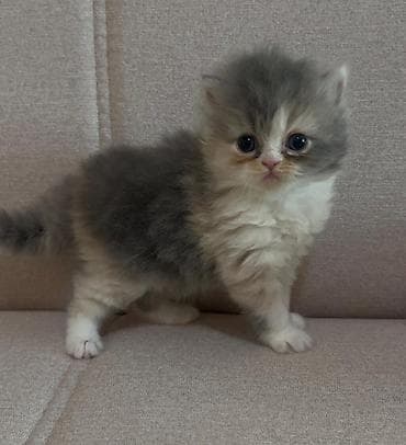 pişiy: Şotland, Yaxşı əllərə — 5