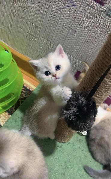 erkek pişik: Şotland yastı qulaq — 4