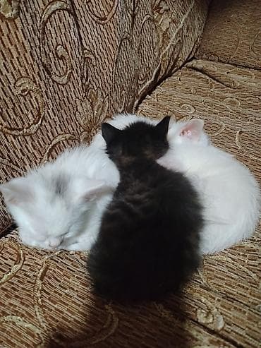 котята даром в душанбе: Турецкая ангора, Самец, Самка, В добрые руки, Бесплатная доставка — 6