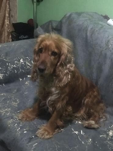 Gəmiricilər: Koker spaniyel — 2